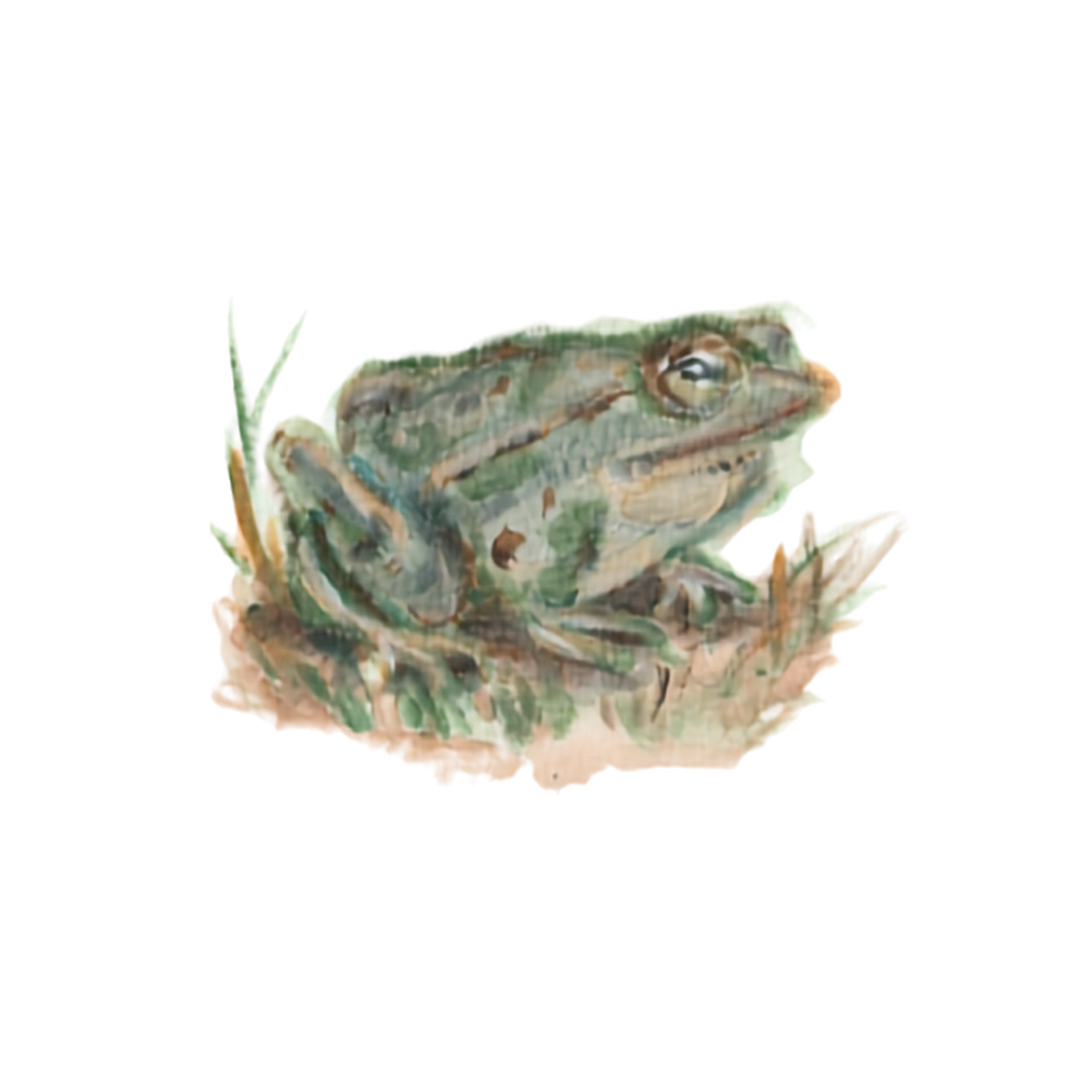 Frog resting among wetland grasses, painted by Kelly Lynne Figueiredo.