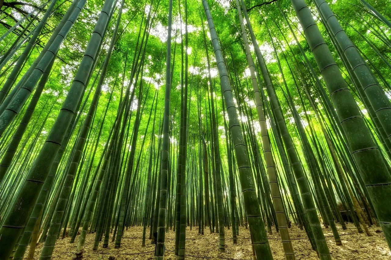 Foto di un bosco di bambù con alberi sottili e verdi, luce solare filtrata attraverso le foglie.