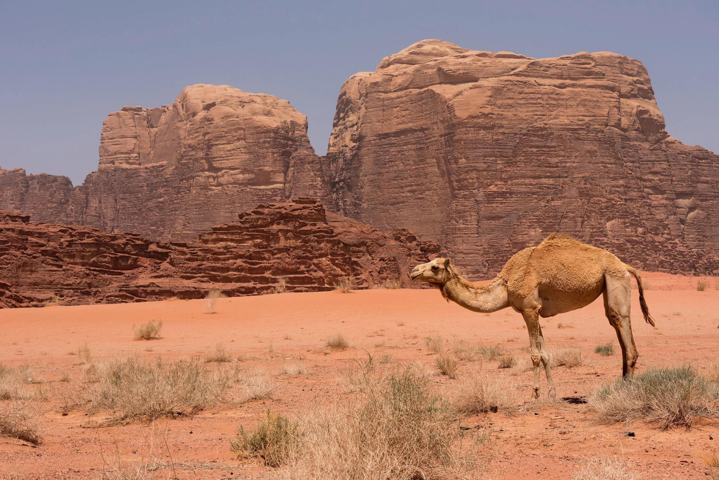 Un cammello in un deserto con grandi formazioni rocciose sullo sfondo e un cielo azzurro.