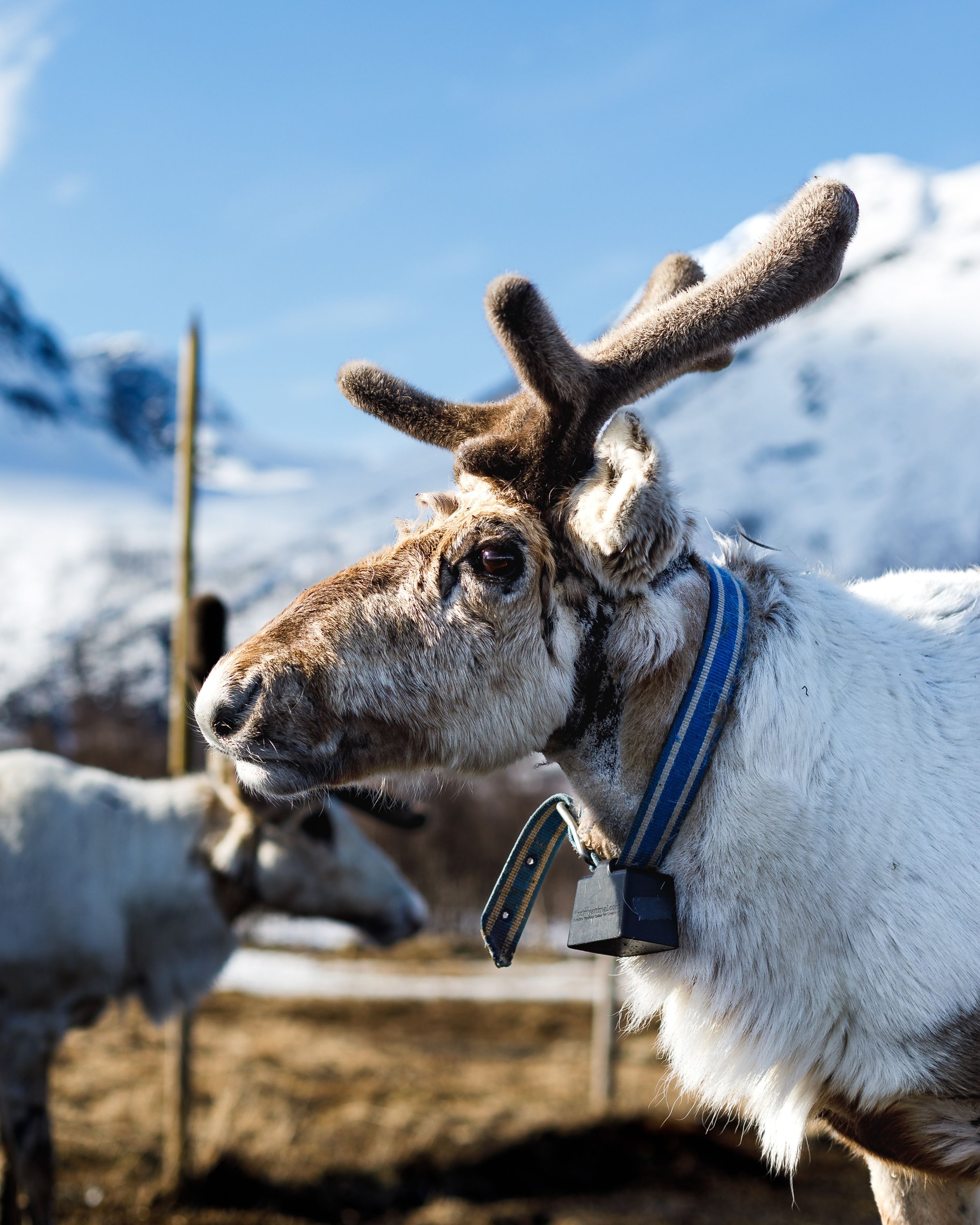 norvegia2027lofoten_majestic-reindeer-standing-in-a-meadow-2026-03-18-16-04-17-utc.jpg