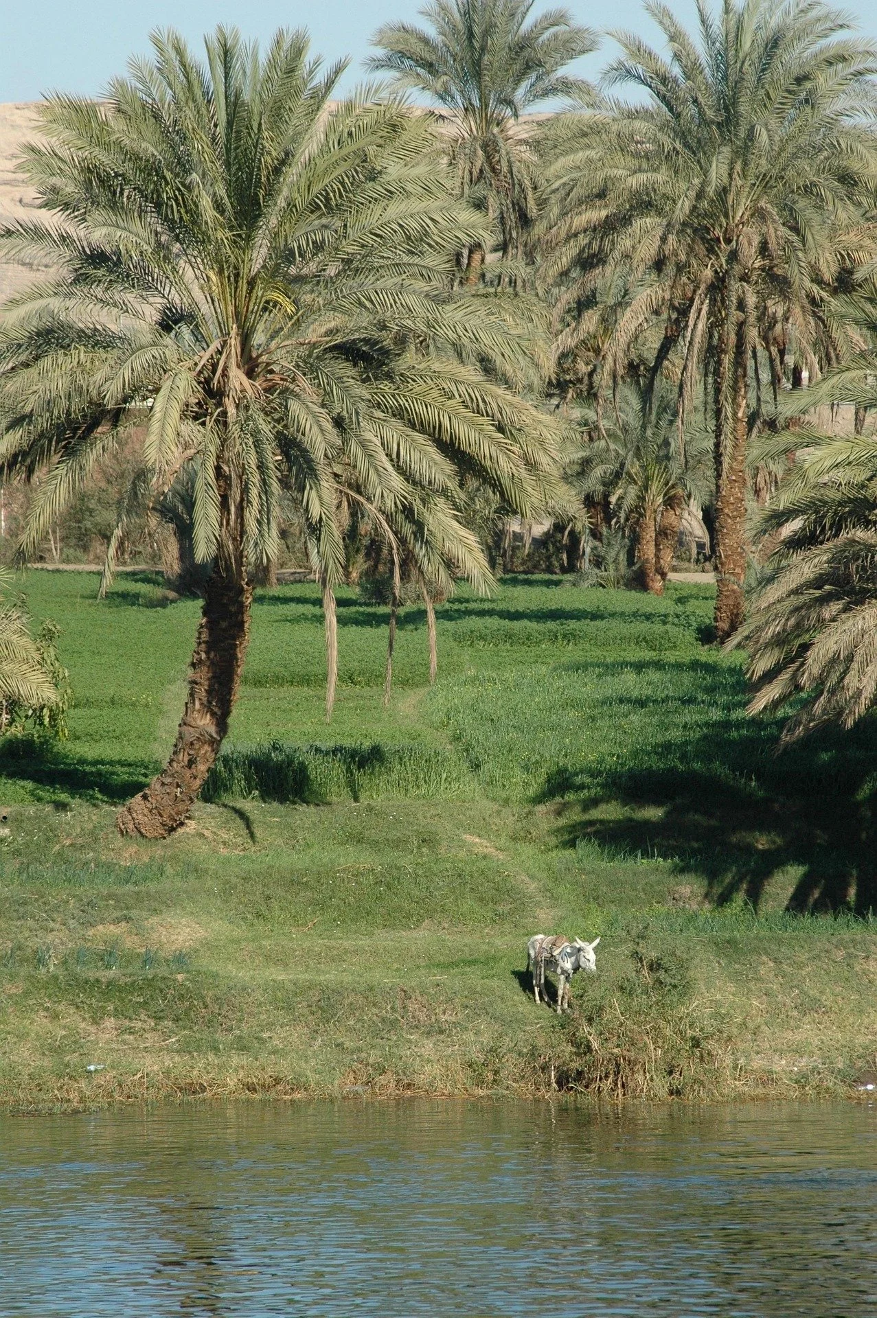 Palme rigogliose vicino a un lago con un cavallo bianco che si trova sull'erba vicino all'acqua.