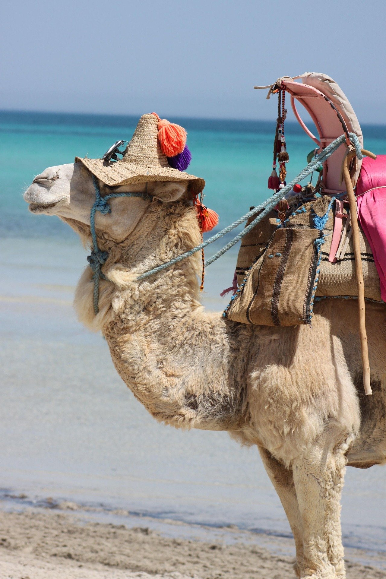Una lucerna con un cappello di paglia decorato con pompon colorati si trova sulla schiena di un lama che si trova sulla spiaggia con il mare sullo sfondo.