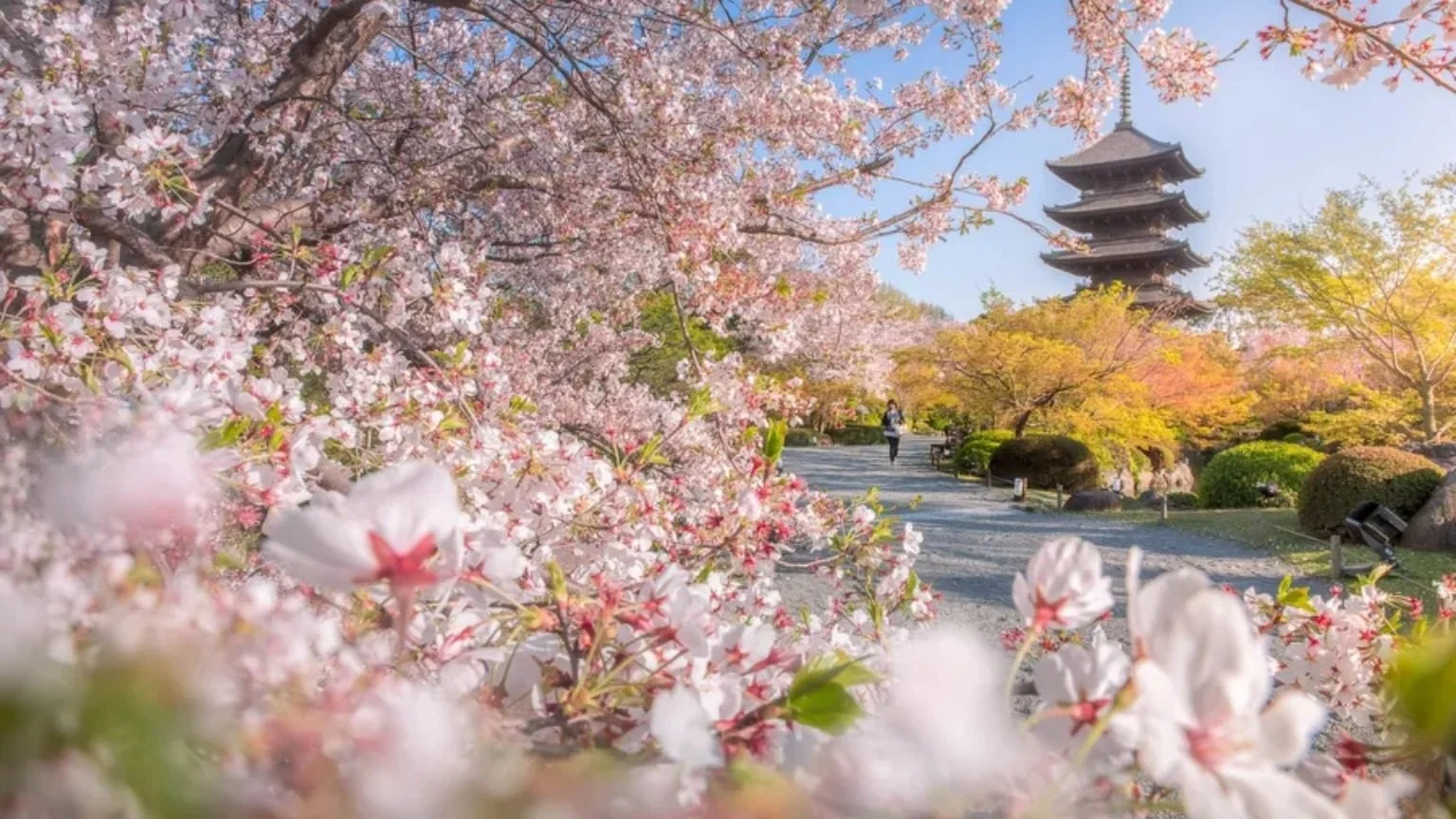 Giardino giapponese in primavera con fiori di ciliegio rosa e alberi gialli e verdi, una pagoda tradizionale sullo sfondo e una persona che cammina lungo un sentiero.