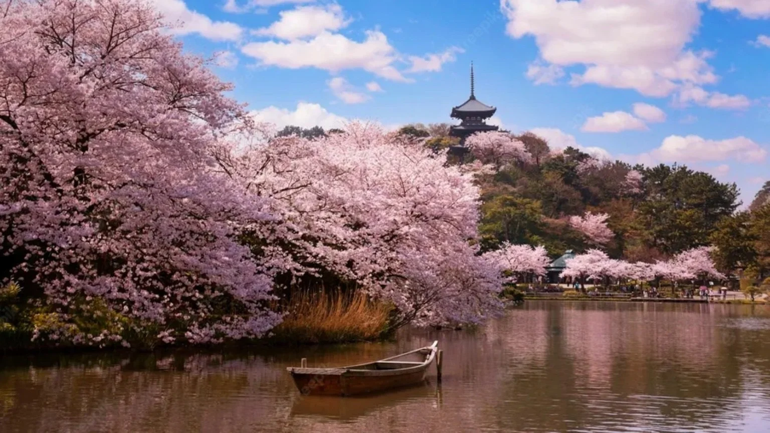 Fiumi con barca, alberi di ciliegio in fiore, pagoda giapponese e cielo azzurro con nuvole.
