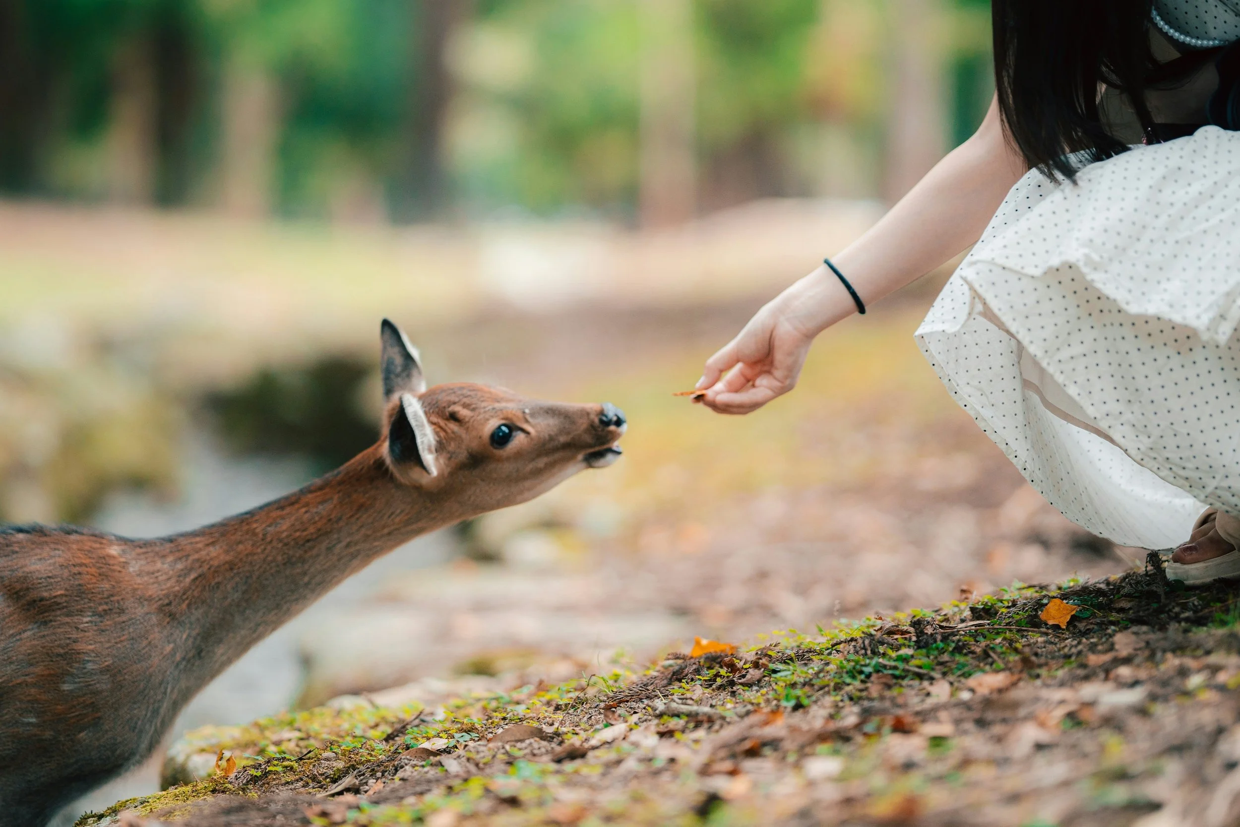 Una bambina con abiti a maniche corte e una scrunchie nera le presta del cibo a una giovane alce durante una passeggiata in un bosco autunnale.