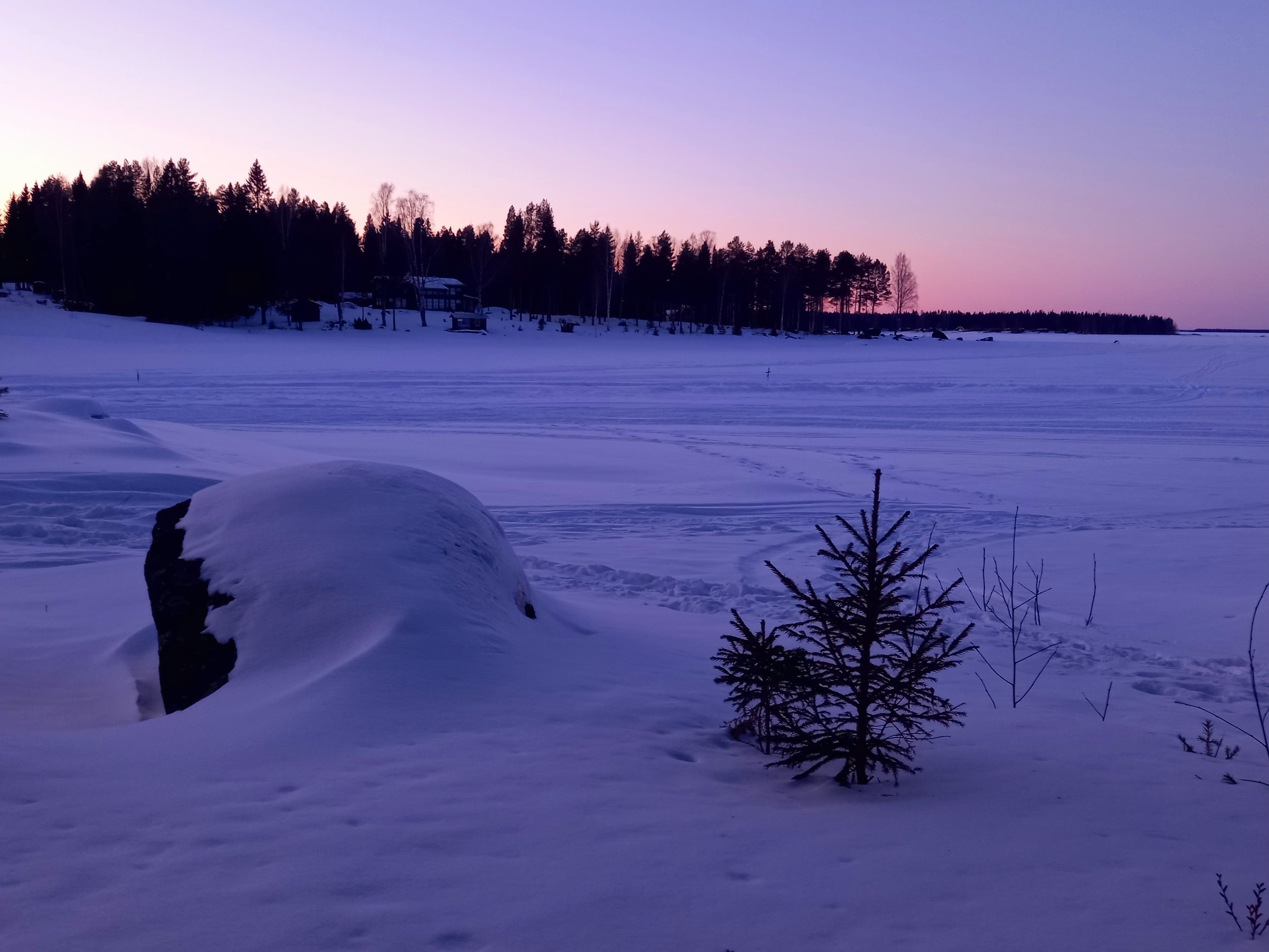 Paesaggio invernale con neve, alberi di pini e un cielo al tramonto con tonalità rosa e viola.