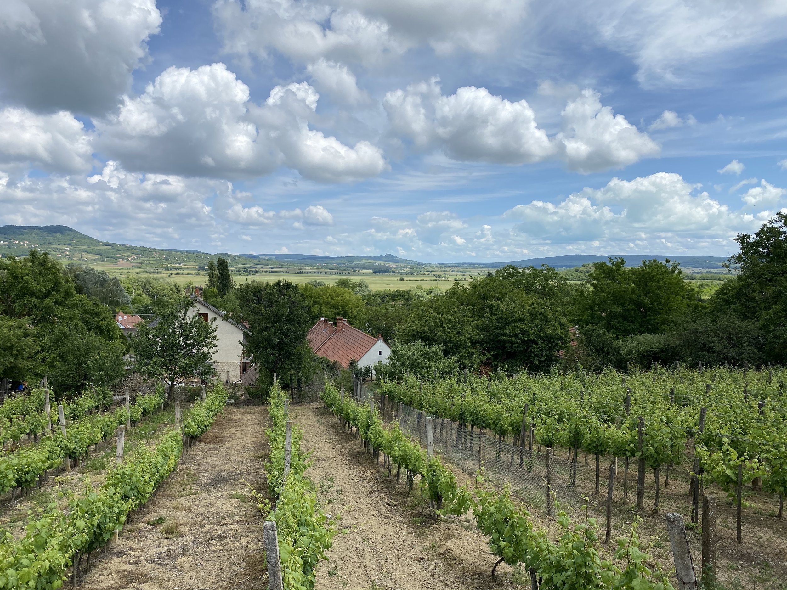 Vineyards at Lake Balaton Uplands