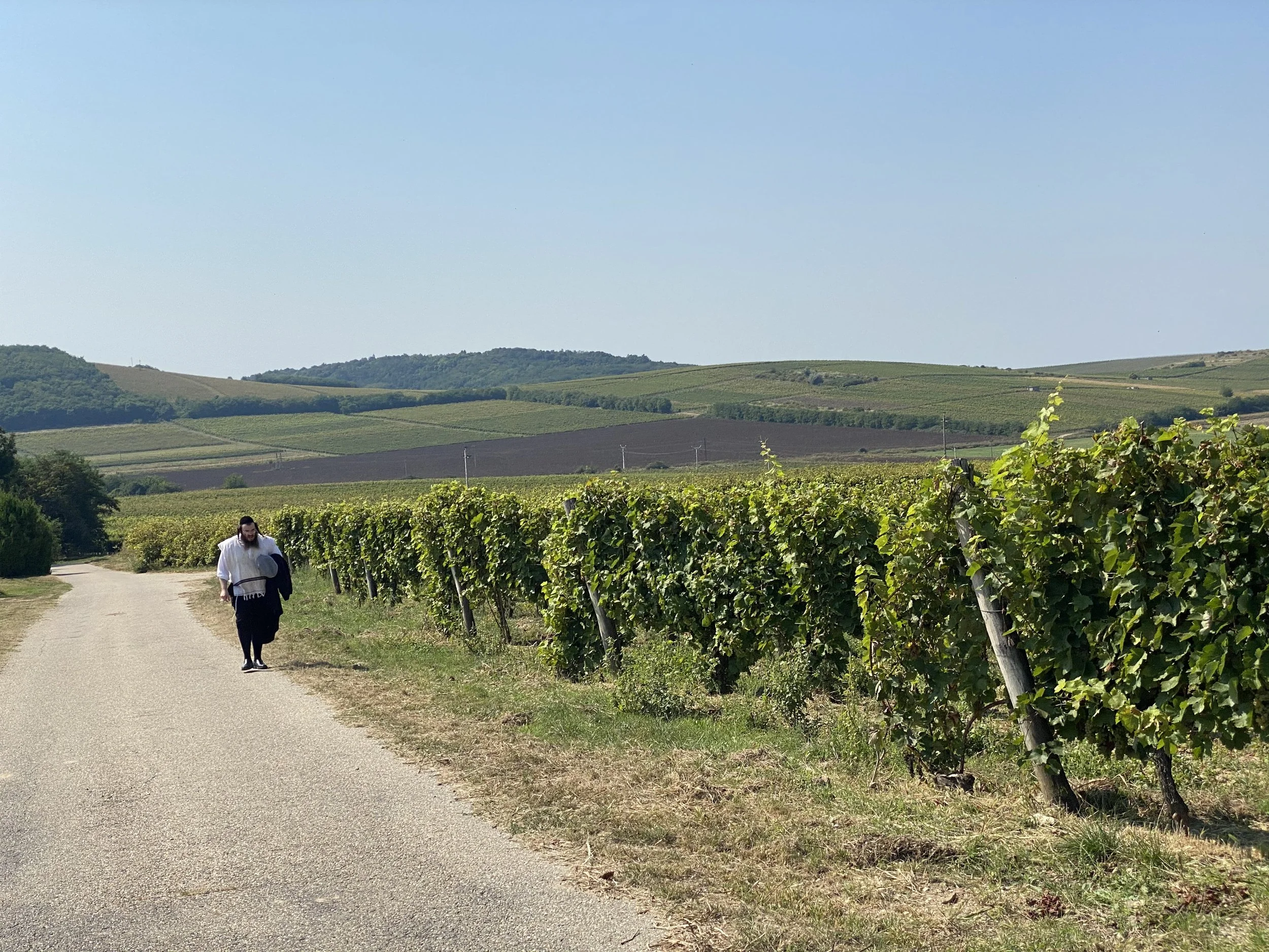 Vineyard with hassidic jew