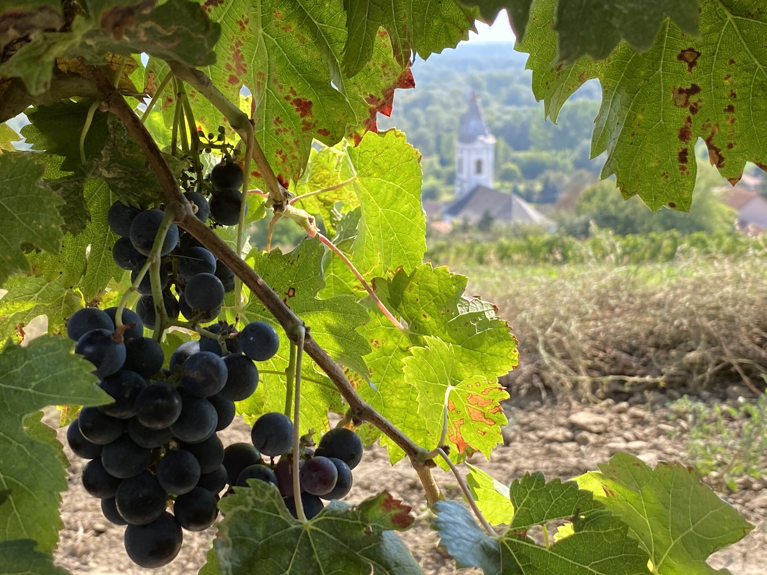 Red grape and vines with church in Tokaj