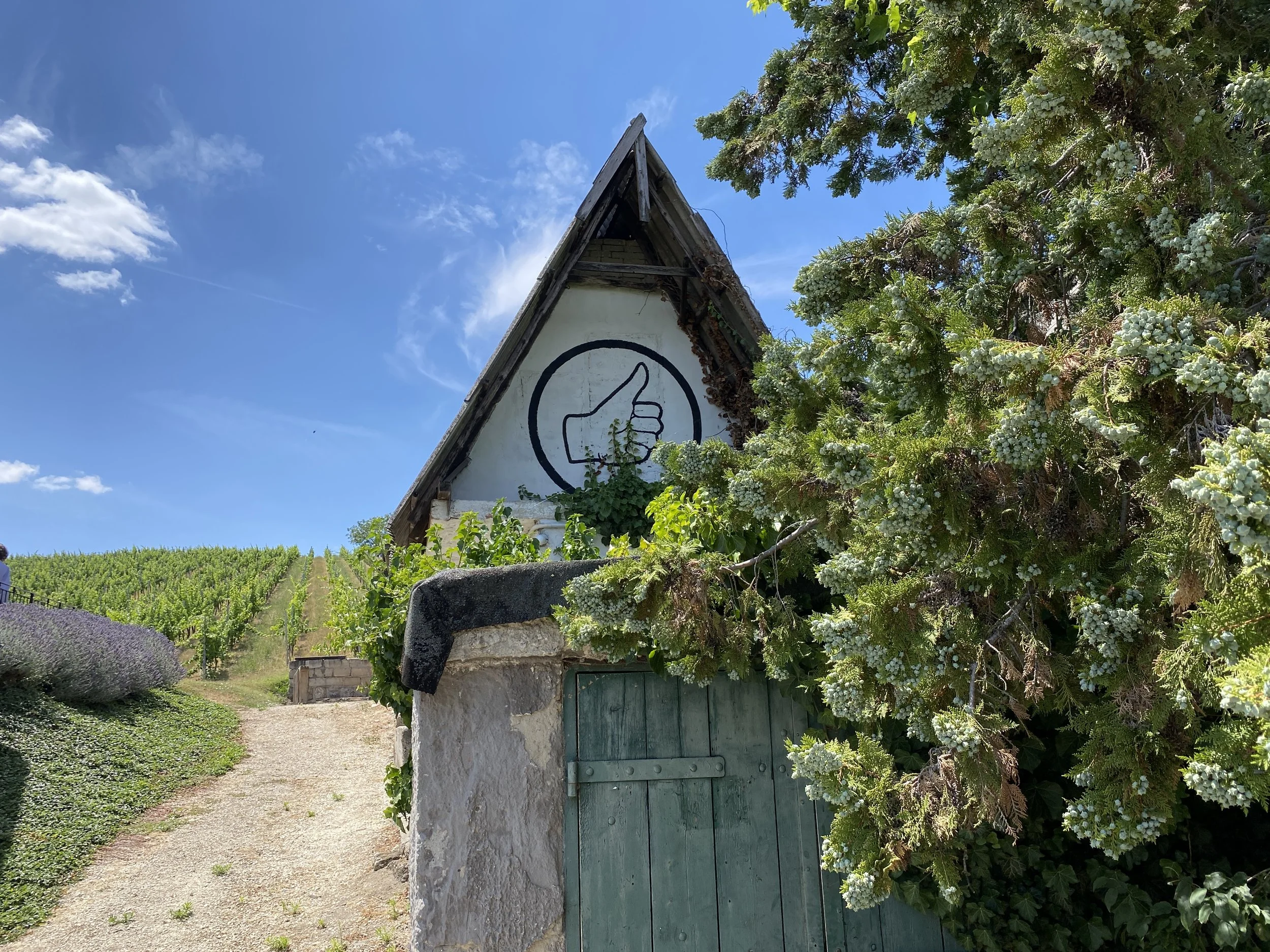 Wine house with vineyard in Etyek, Hungary