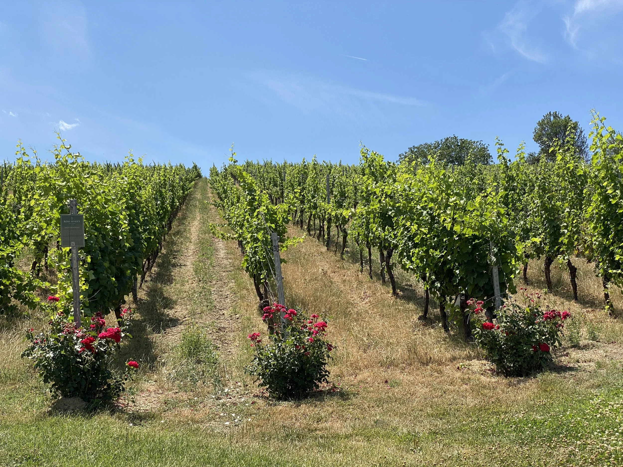 Private Etyek Wine Region & Vineyard Tour