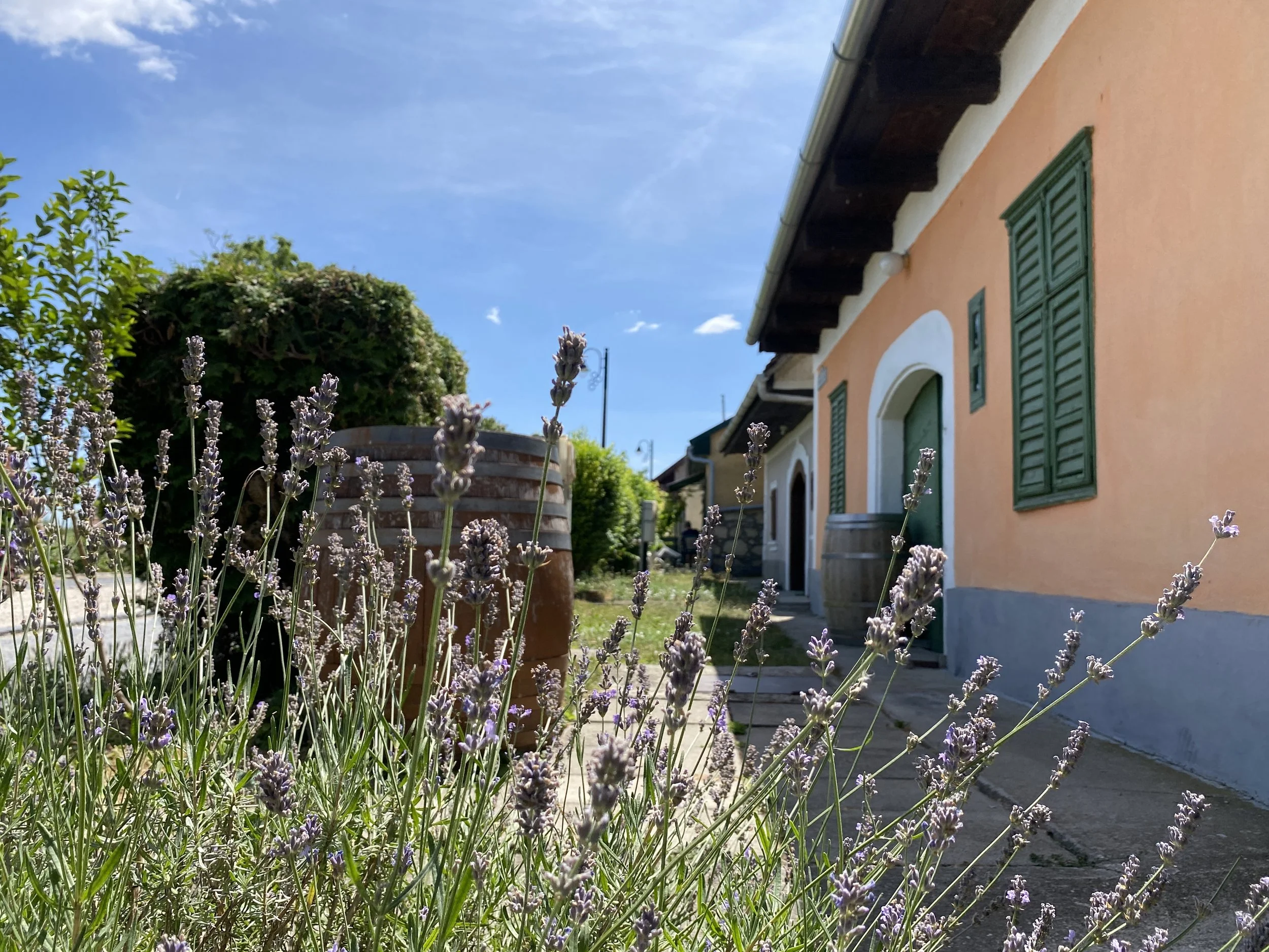 Etyek village colorful houses with lavender