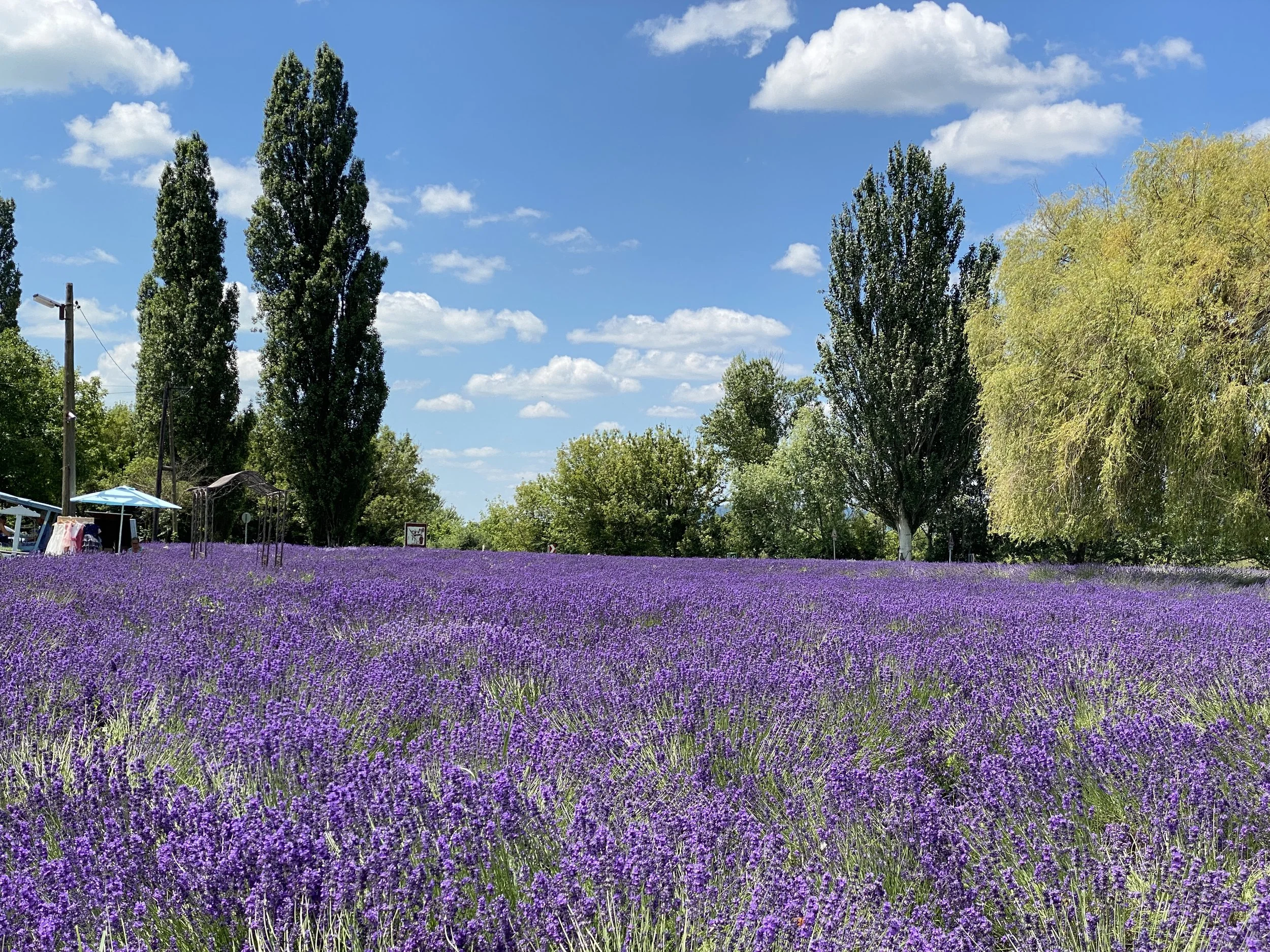 Lavender field at Lake Balaton