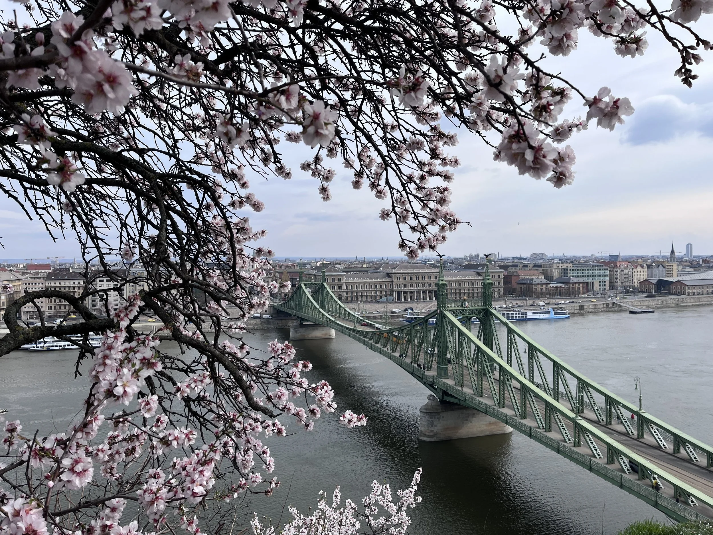 Liberty bridge with blooming tree in the spring in Budapest, Hungary