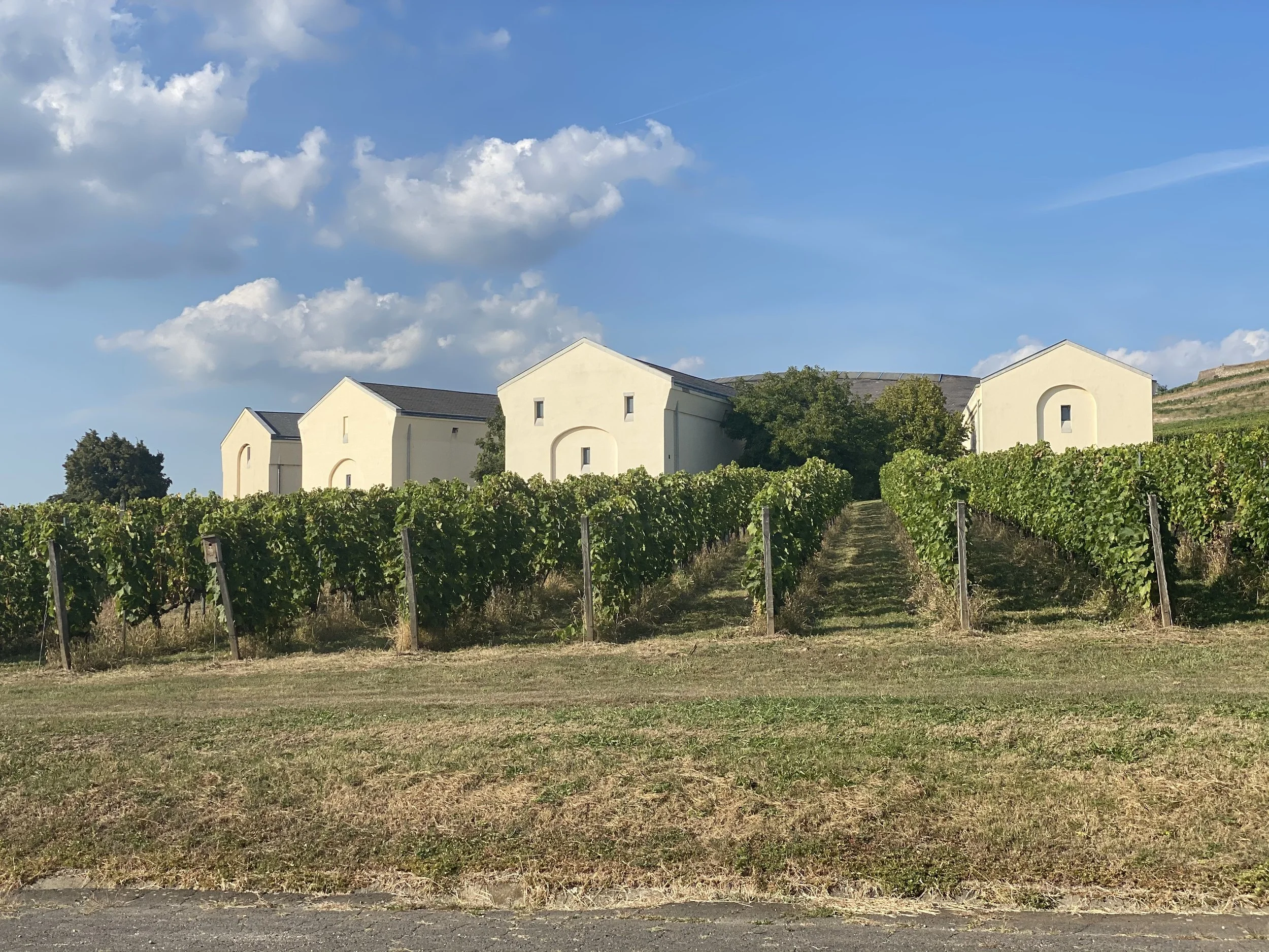 Winehouses standing in the wines in the Tokaj region