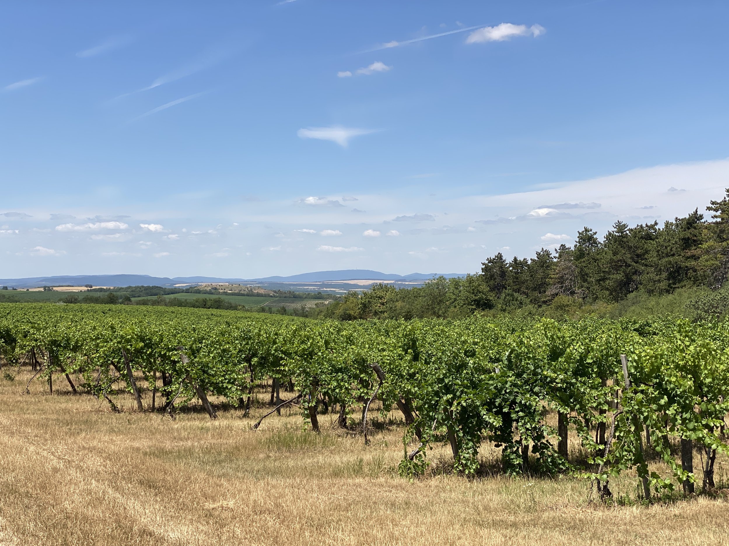 View of Etyek vineyards in Hungary