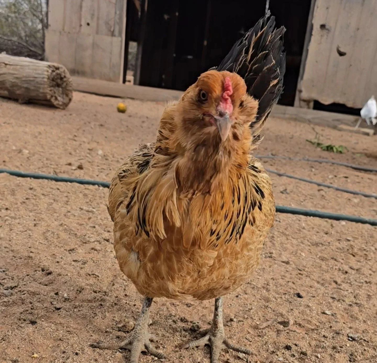 A close-up of a hen standing on dirt ground, with a rustic wooden structure and scattered objects in the background.