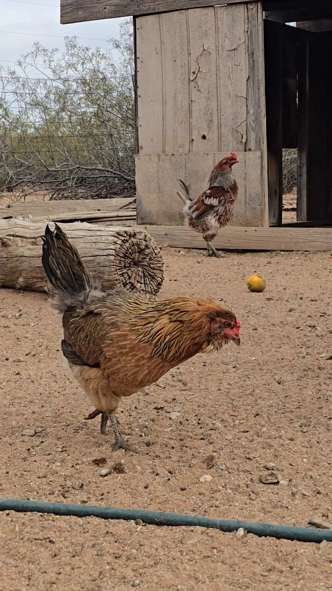 Two chickens in a dirt yard near a wooden and cinder block chicken coop, with a log and a green apple on the ground.
