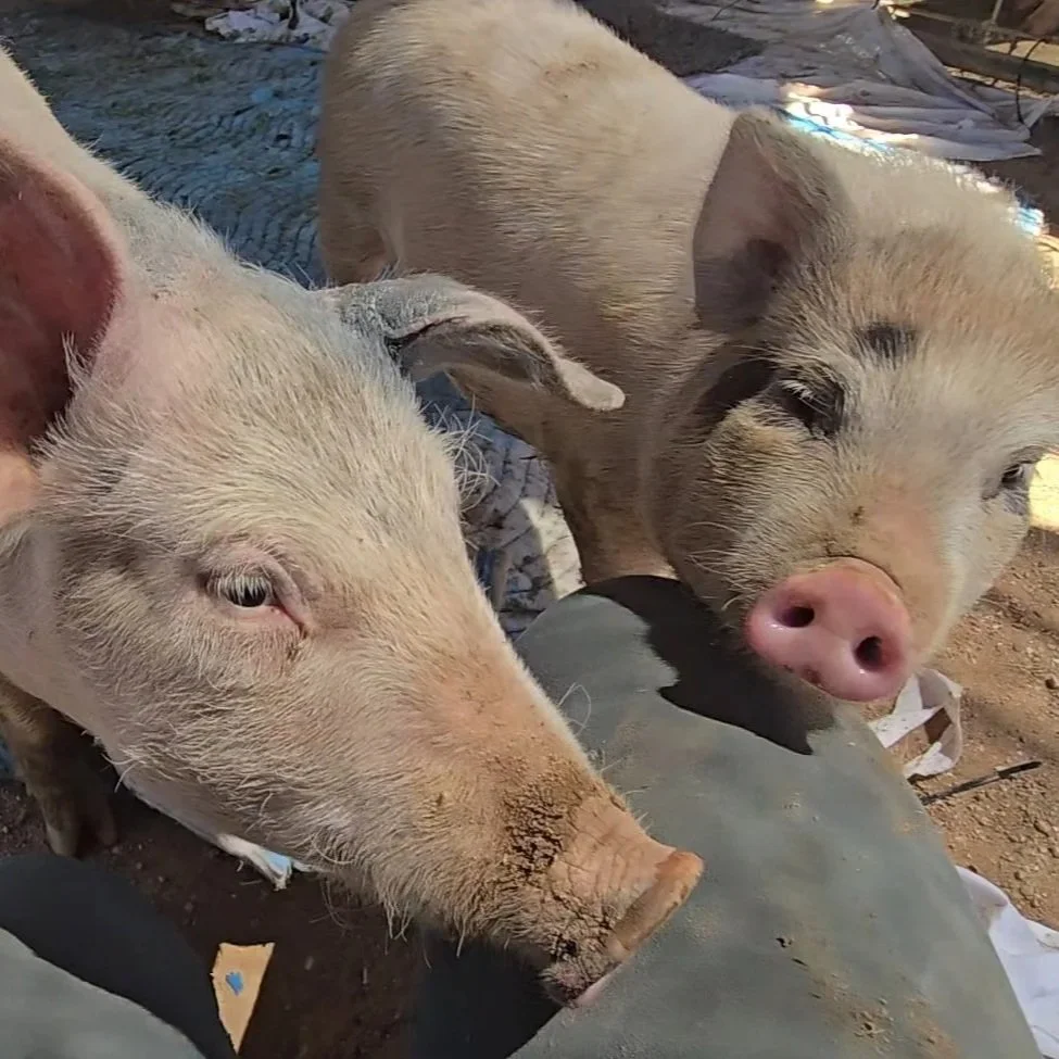 Two baby pigs, one with a light pink snout and the other with a darker snout, resting outdoors on dirt ground near a person's leg.