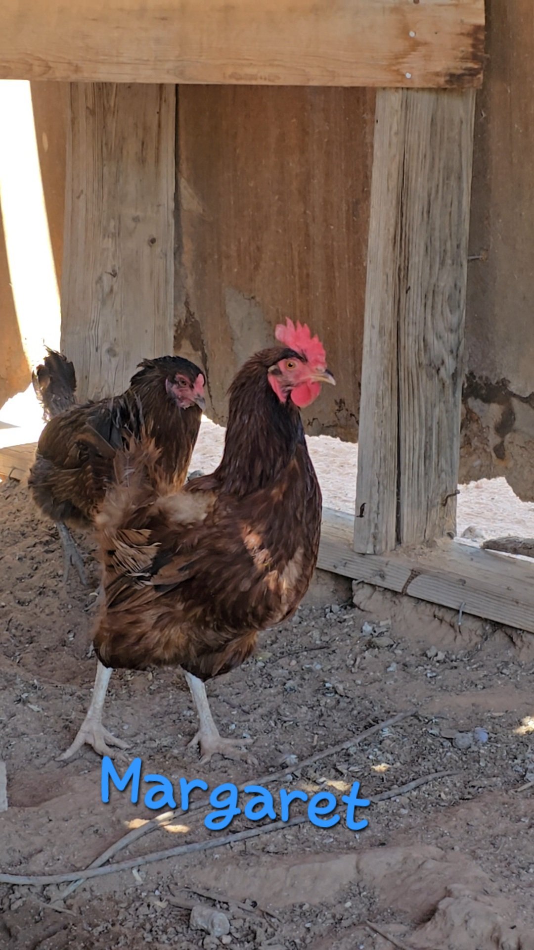 Two chickens standing on dirt ground in front of a wooden structure, with the name 'Margaret' written in blue text at the bottom of the image.