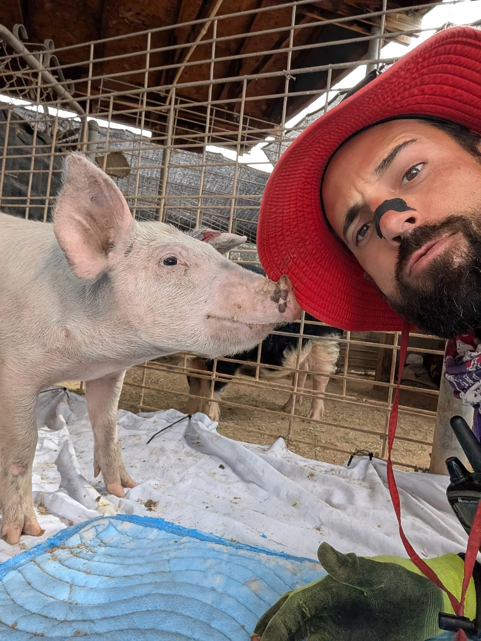 A man wearing a red hat and green gloves taking a selfie with a pig in a pen.