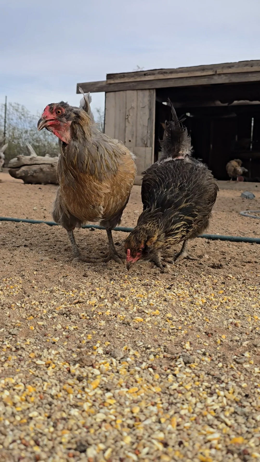 Two chickens peck at scattered grains on the ground in front of a rustic wooden shed.