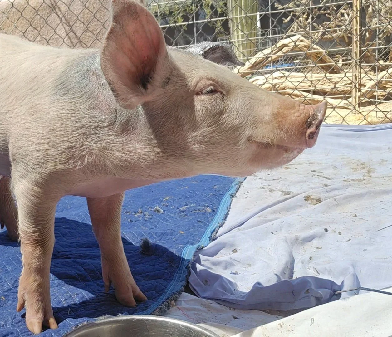 A young pig standing on a blue quilt and a white sheet outside, with a fenced area and dry foliage in the background.