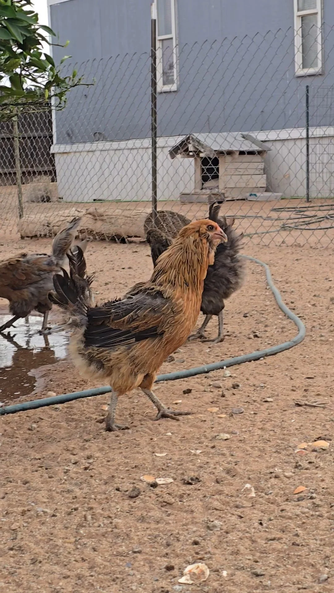 A backyard with a dirt ground, a chain-link fence, and a grey house in the background. Several chickens, including a brown one in the foreground, are walking and pecking on the ground.