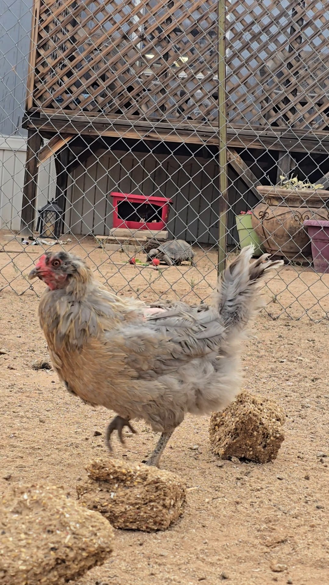 A chicken standing on sandy ground, with a chicken coop in the background enclosed by a chain-link fence.