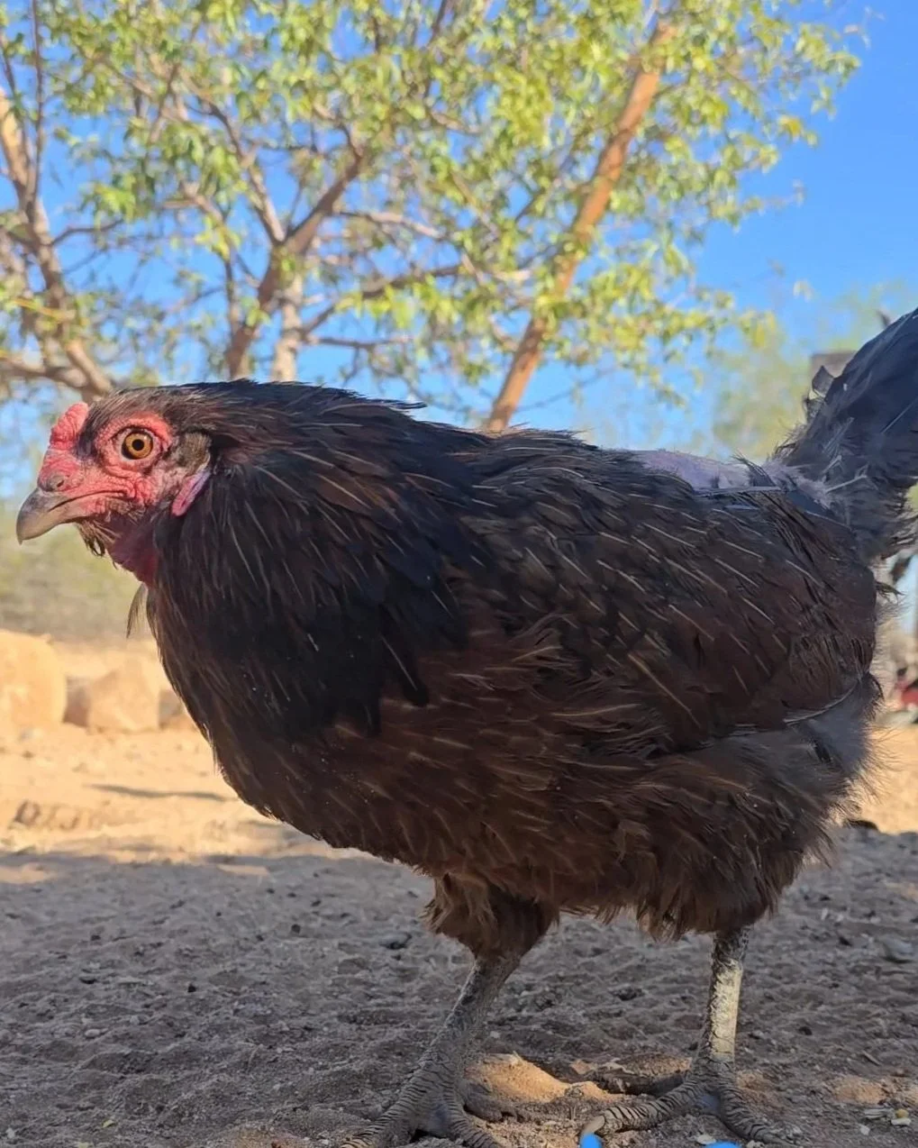 Close-up of a black chicken standing outdoors on dirt, with a background of a tree with green leaves and a clear blue sky.