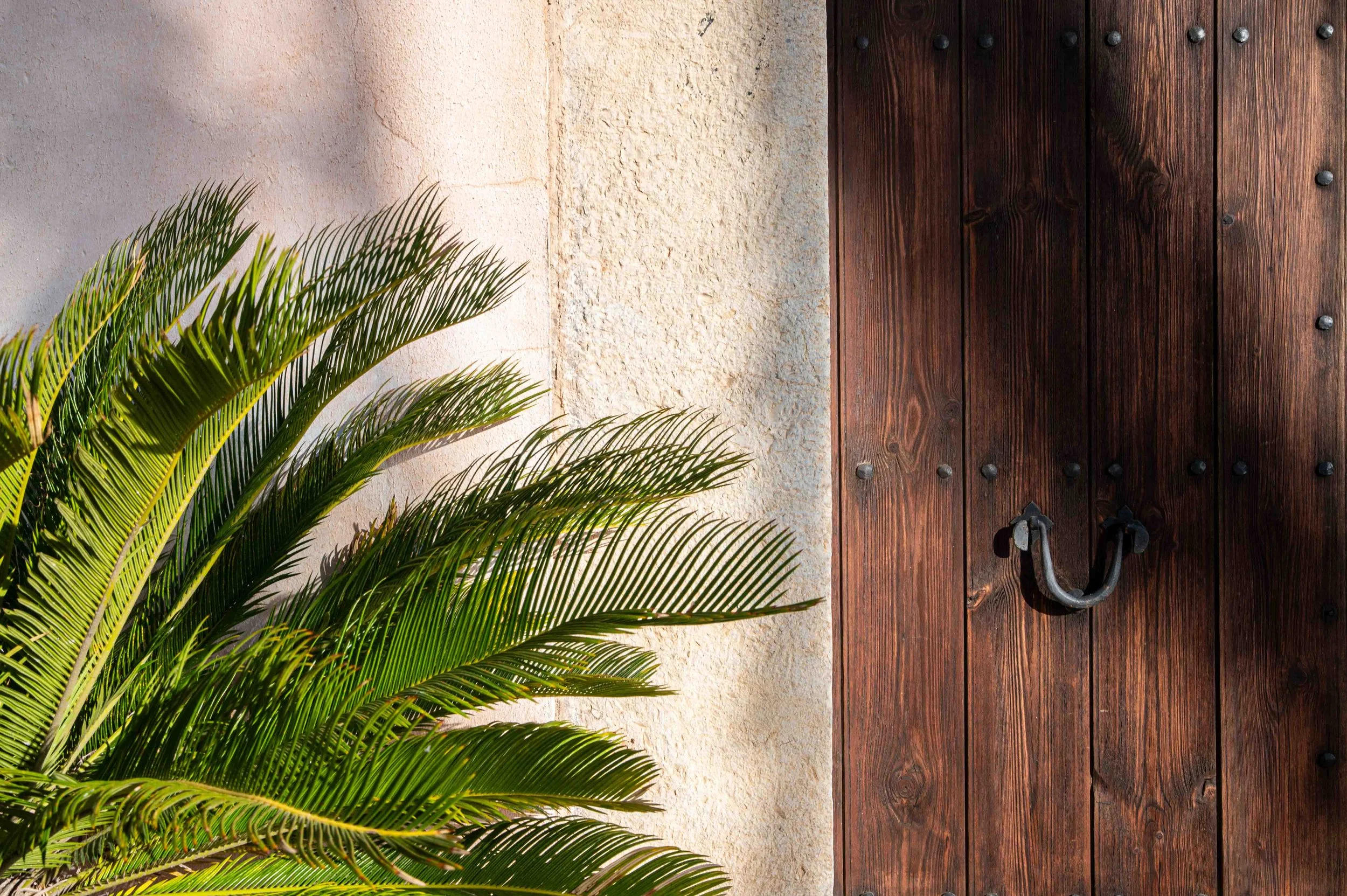 A textured white exterior wall next to a wooden door with black metal hardware, with green palm leaves in the foreground.