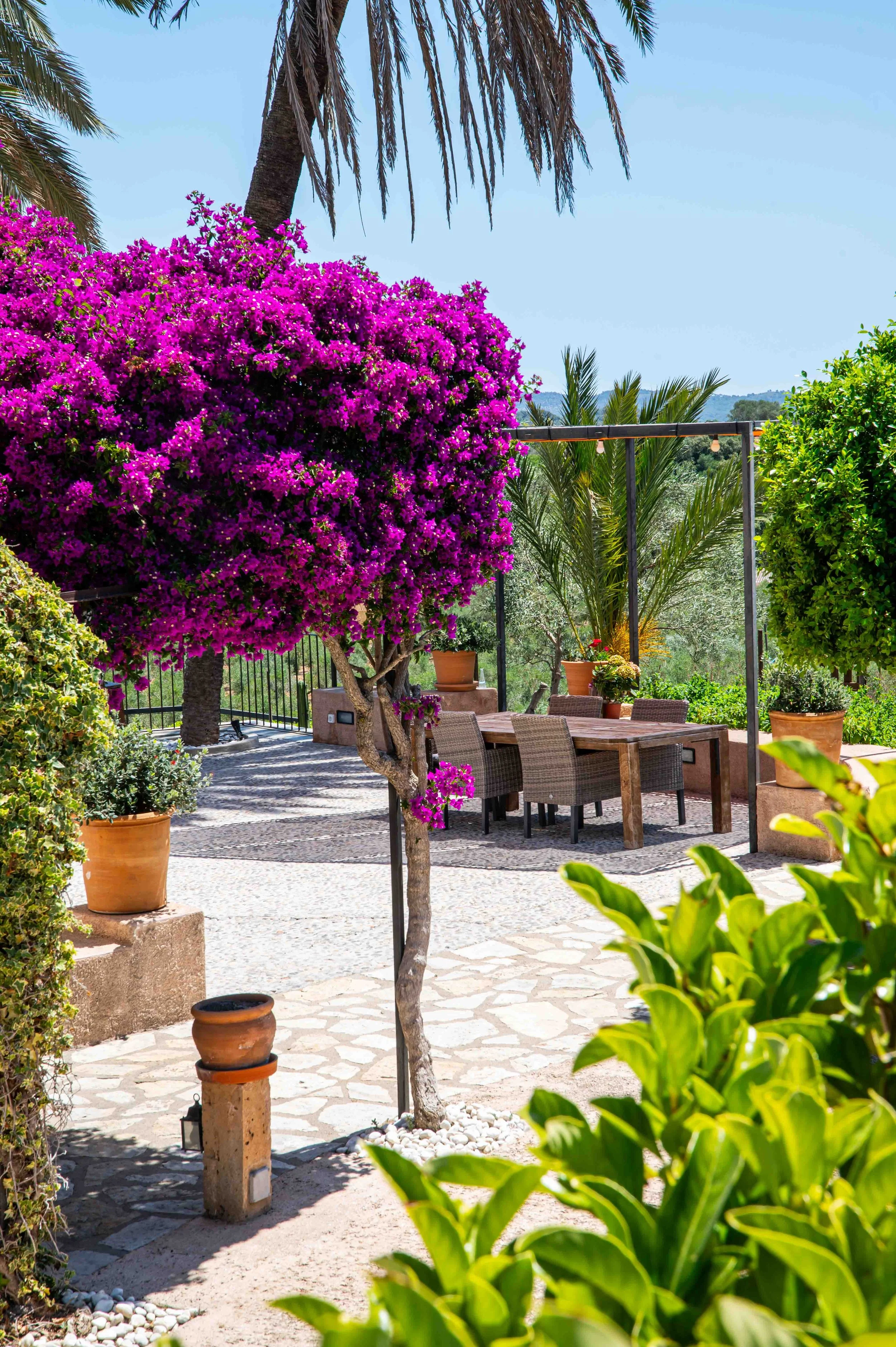 A lush outdoor patio with a vibrant purple flowering bougainvillea, patio furniture, potted plants, and a scenic backdrop of green trees and mountains under a bright blue sky.