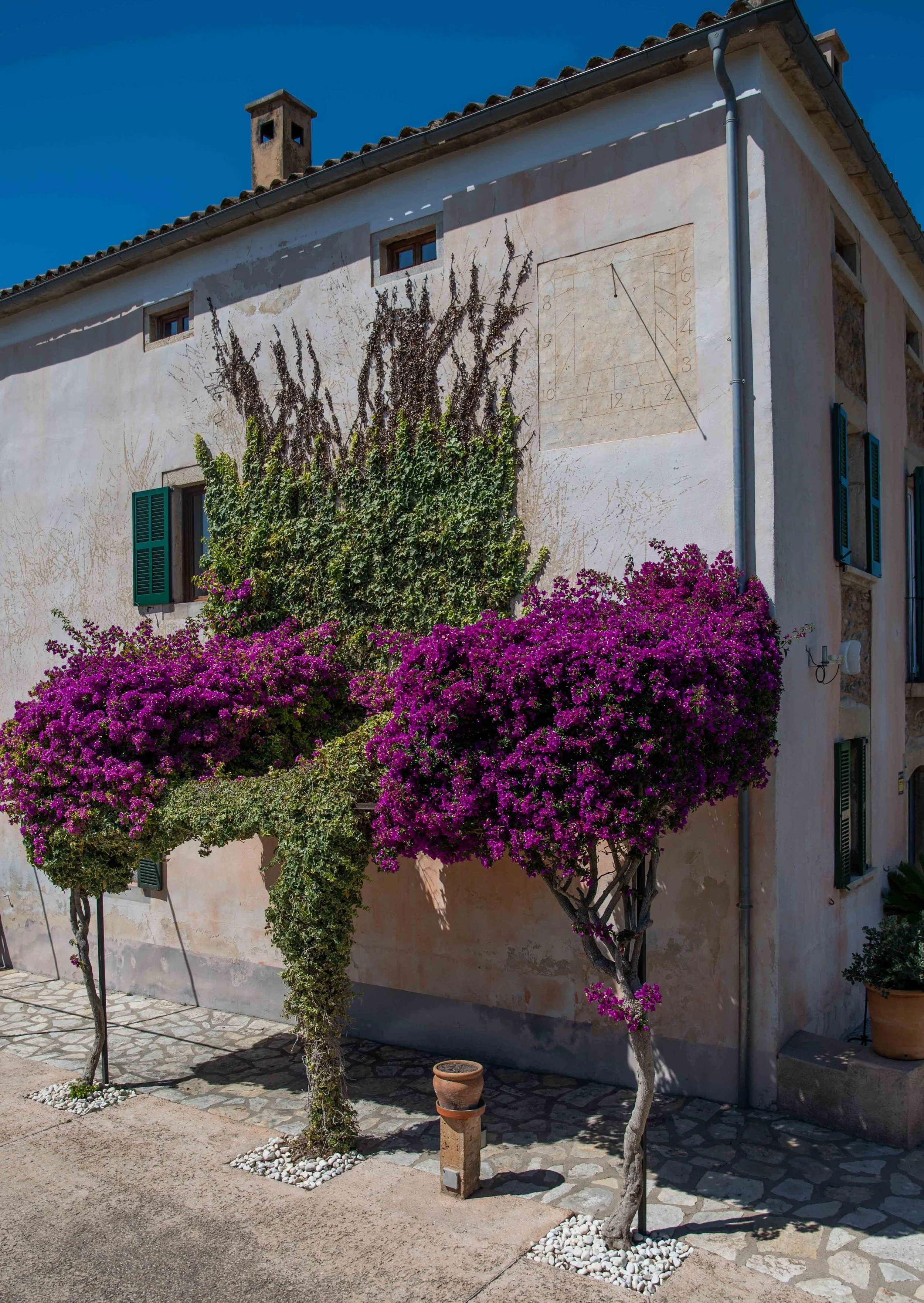 A sunny scene of a house wall with green shutters, covered partly by purple flowering bushes, with stone pavement and small pot plants in front, under a clear blue sky.