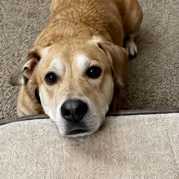  Cody   Loved by Allison Davis  In memory of Cody, who left us too soon. We miss your sweet personality and instant love for everyone you met. 