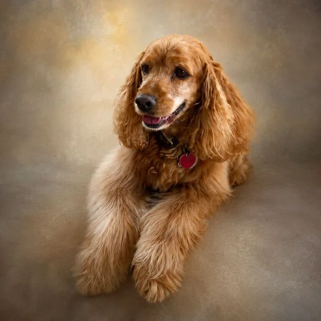  Sammy Mackey   Loved by Tom & Kelly and all who met him  In honor of Sammy ~ an angel who walked among us.