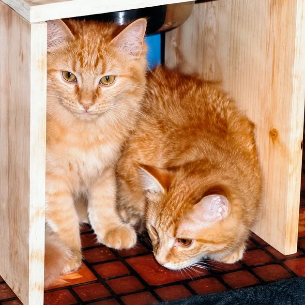  Ace   Loved by Cynthia Bullock  Sixteen years were not nearly enough with you, Miss Ace. We take comfort in knowing you and Marmalade are together again – the dynamic duo. Love, kisses ,and catnip for my ginger twins.
