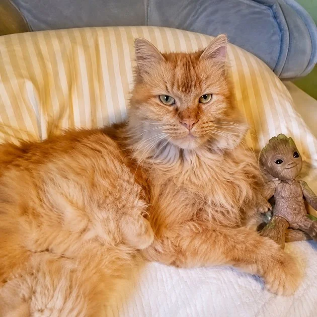  Marmalade   Loved by Cynthia Bullock  From the moment I laid eyes on you at just 8 weeks of age, I knew you were destined to be my special boy. I miss your gentle spirit and hope you and your sister have been reunited. Love you always!