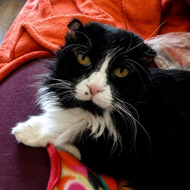 Norby   Loved by Rozelle  The laziest thing on 4 paws! I mis your biscuit making and brushes. Putting goop in your cauliflower ears. Playing "bite the mama." You were so loved and are missed terribly.
