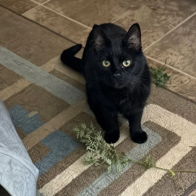  Midge   Loved by Cynthia Bullock  We miss our tiny, little black panther every day. The house is far too quiet without you and your brother, Shady, misses you as much as we do. Stay sassy and keep those boys in line!