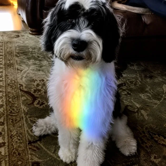  Harley Lipsky   Loved by Eric, Eunice, Chopper, & family  Ms. Harley Barley, you will always be our crazy little pup-pup-puppy, and the best Christmas gift we ever received. You were taken too soon, but the memories you gave us will last a lifetime.
