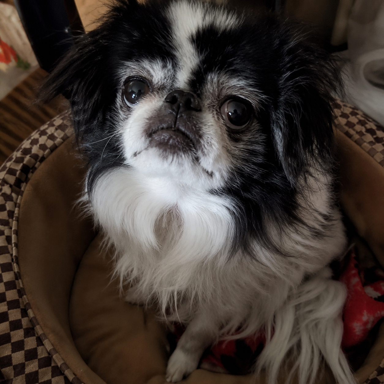  Emmy Lou Who   Loved by Laura, Alan, and all the other furries at home  Emmy was their for me when my life crashed 12 years ago. She made the house not so empty and was always happy to see me when I came home from the vet office I worked at. We lost
