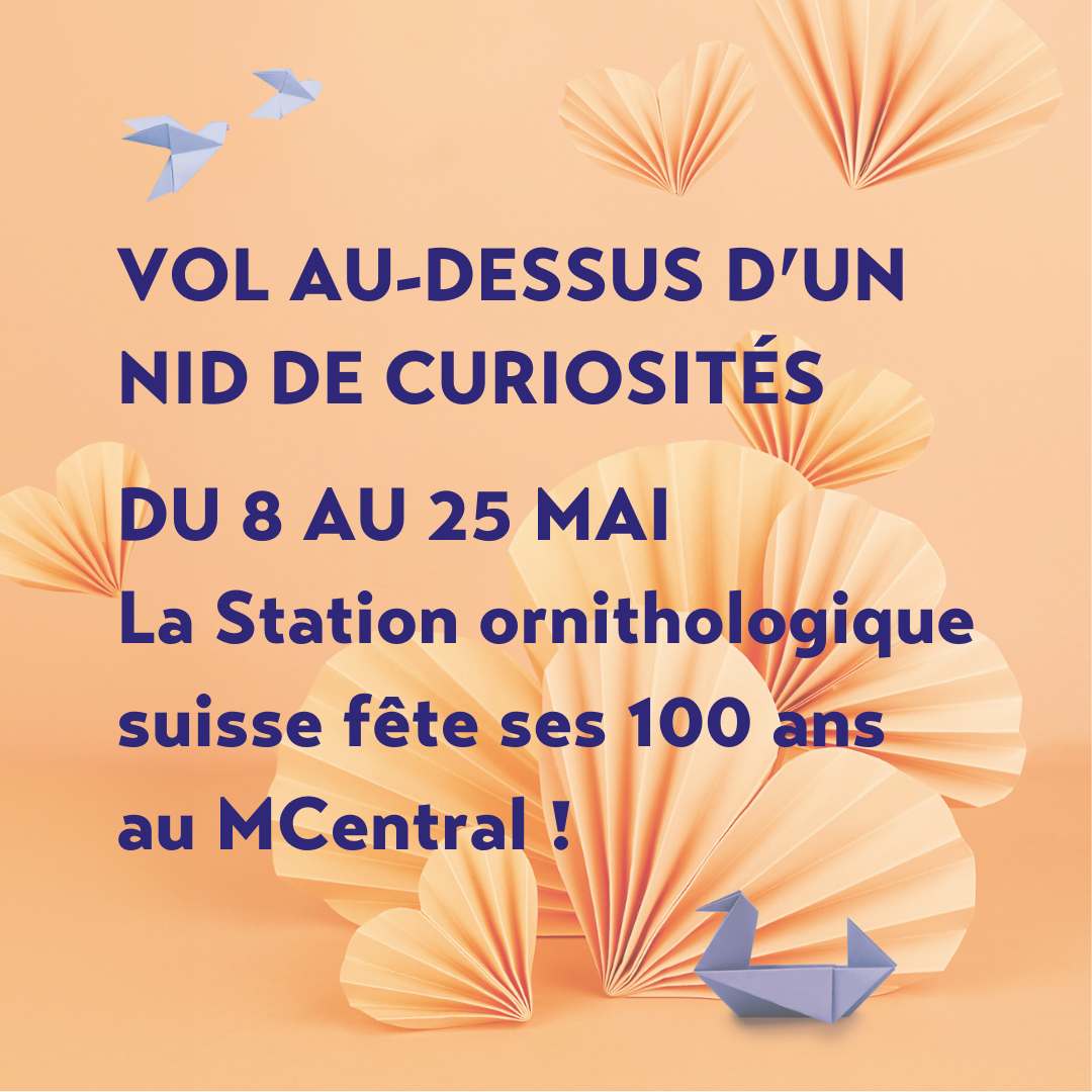 Vol au dessus d'un nid de curiosités