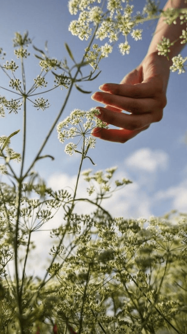 Hand reaching through blooming white wildflowers against a blue sky