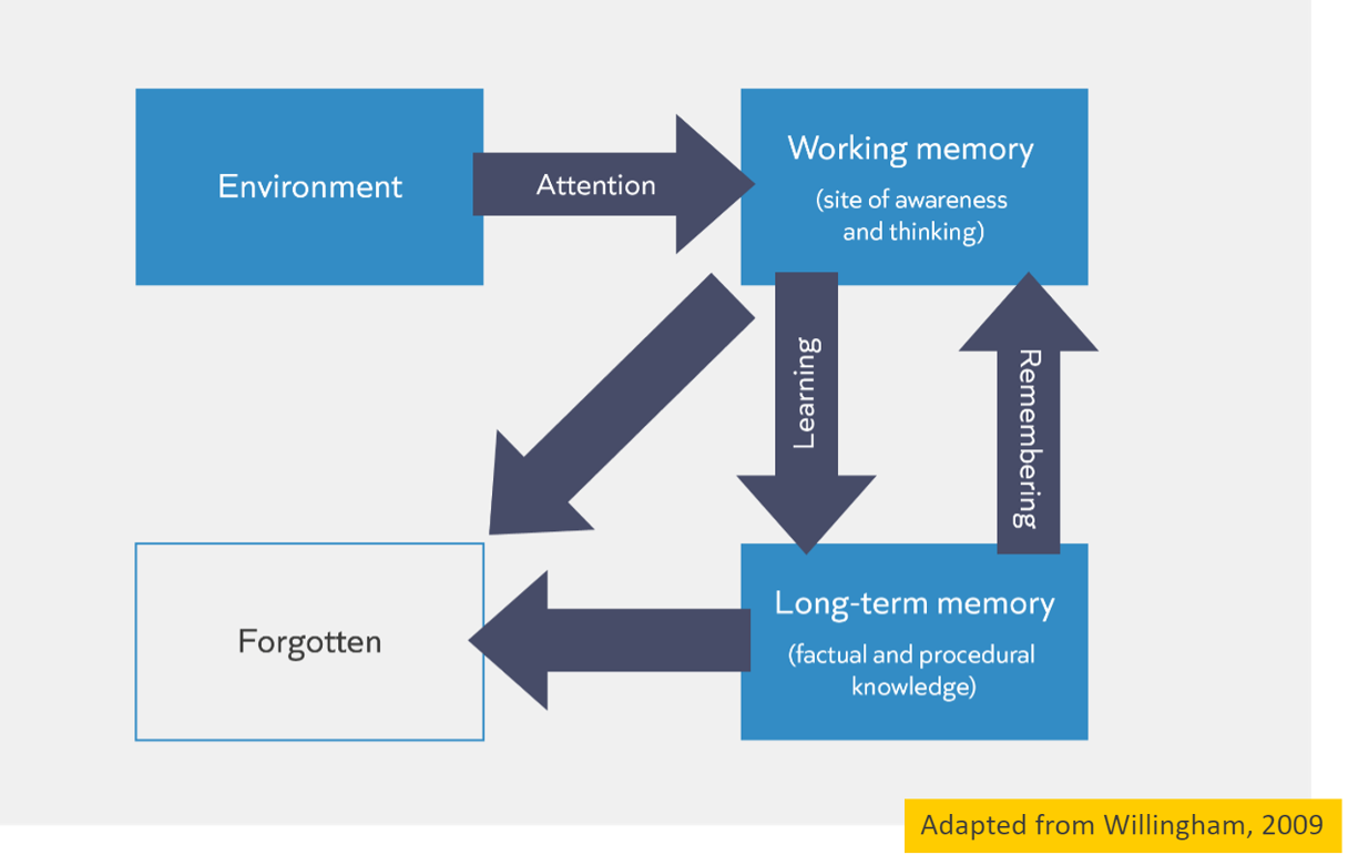 Flowchart illustrating memory process, showing environment leading to attention, which then leads to working memory (site of awareness and thinking), with arrows pointing to long-term memory (factual and procedural knowledge), which influences forgetting. Learning is an arrow from attention to long-term memory, and remembering is an arrow from long-term memory back to working memory.