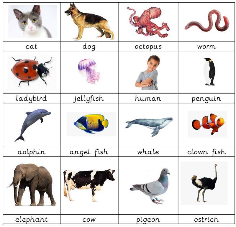 A chart displaying images and labels of various animals, which has been carefully formatted to be straight and smart