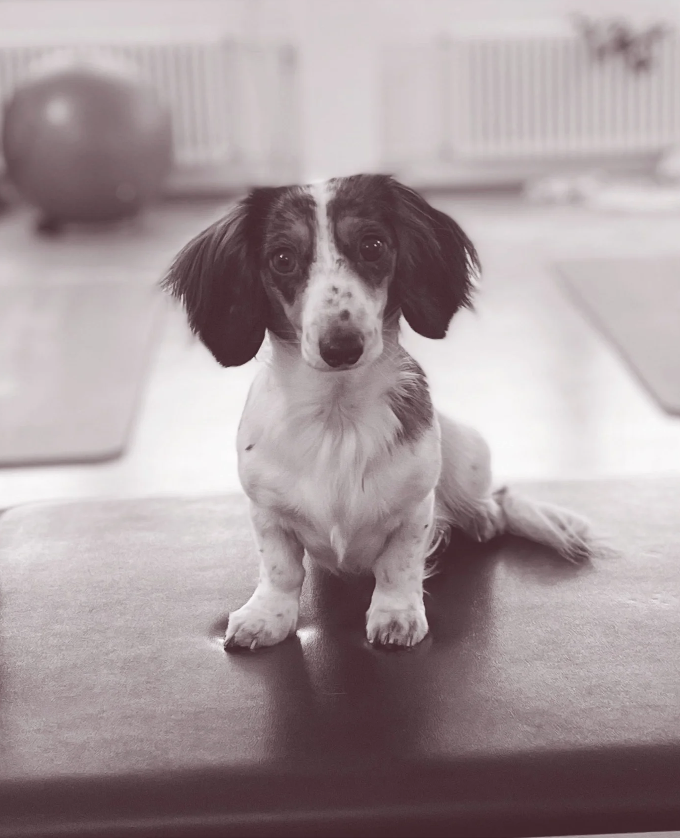 Mini Daschund sitting on a Pilates reformer