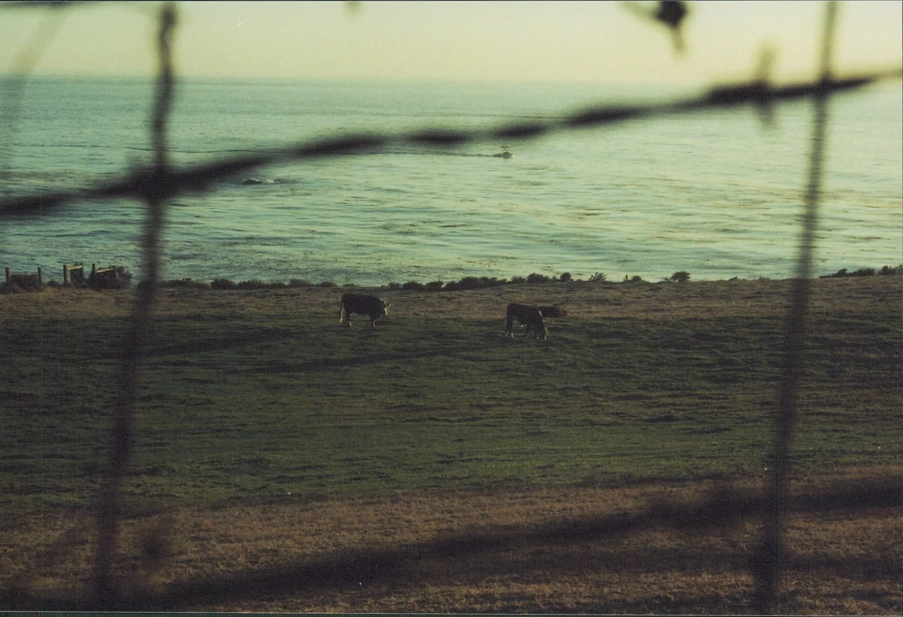 Blick durch einen Zaun auf eine Wiese mit zwei Kühen, im Hintergrund Wasser und ein Boot auf dem Meer.