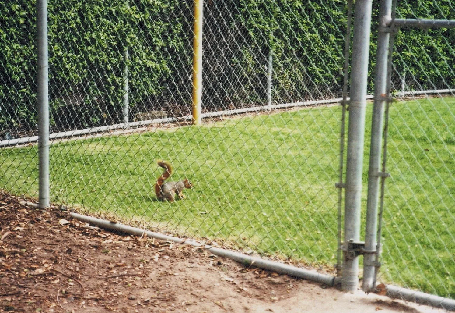 Ein Eichhörnchen im Zoo hinter einem Maschendrahtzaun auf grünem Rasen.