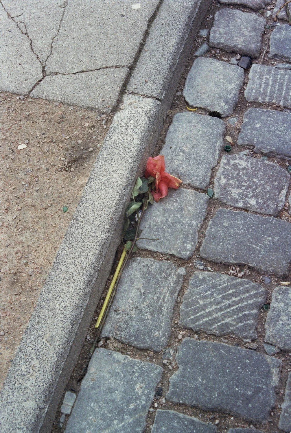 Eine verwelkte Rose auf einem gepflasterten Bürgersteig neben einer Betonrandstein