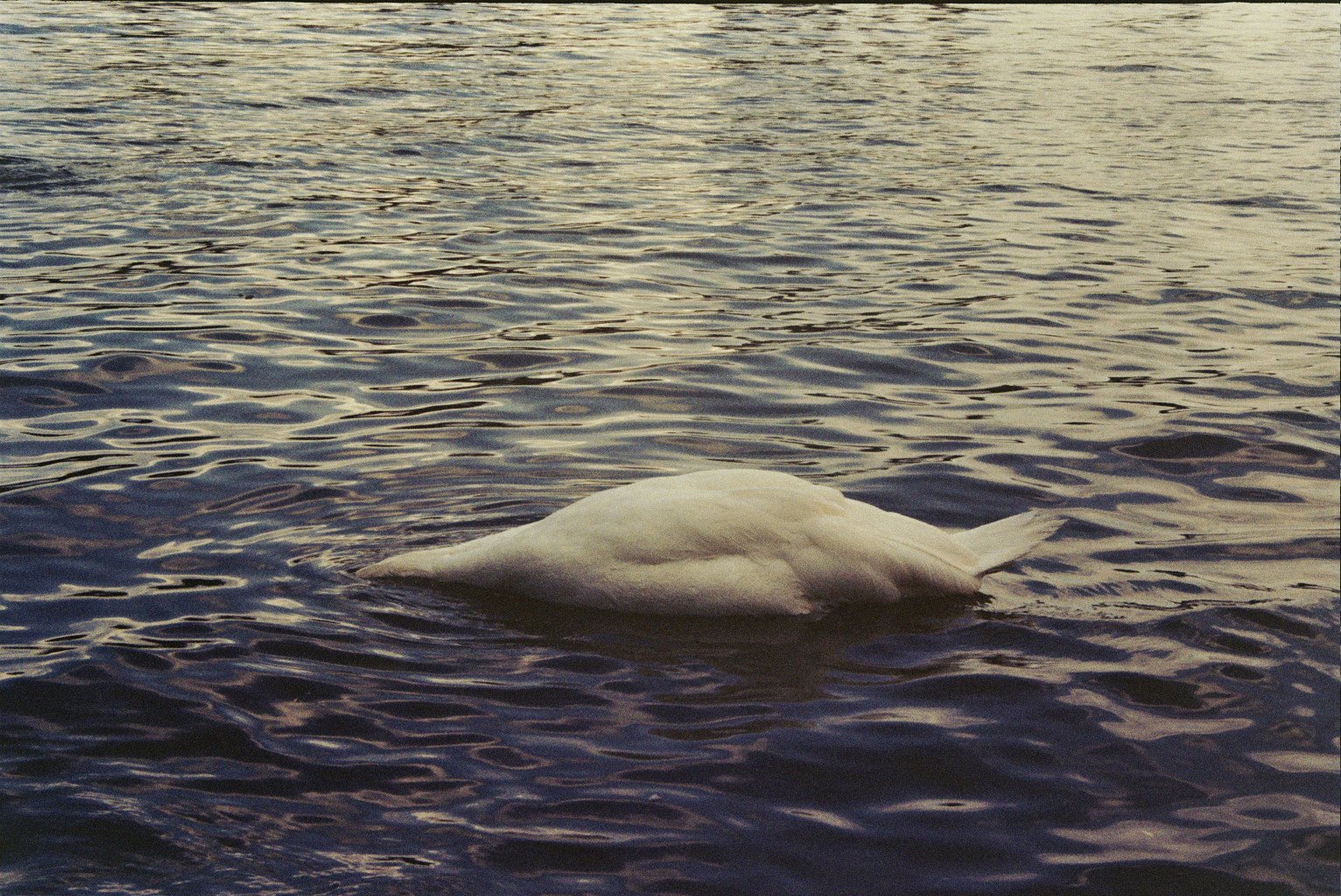 Schwan schwimmt auf einer Wasserfläche bei Sonnenuntergang.